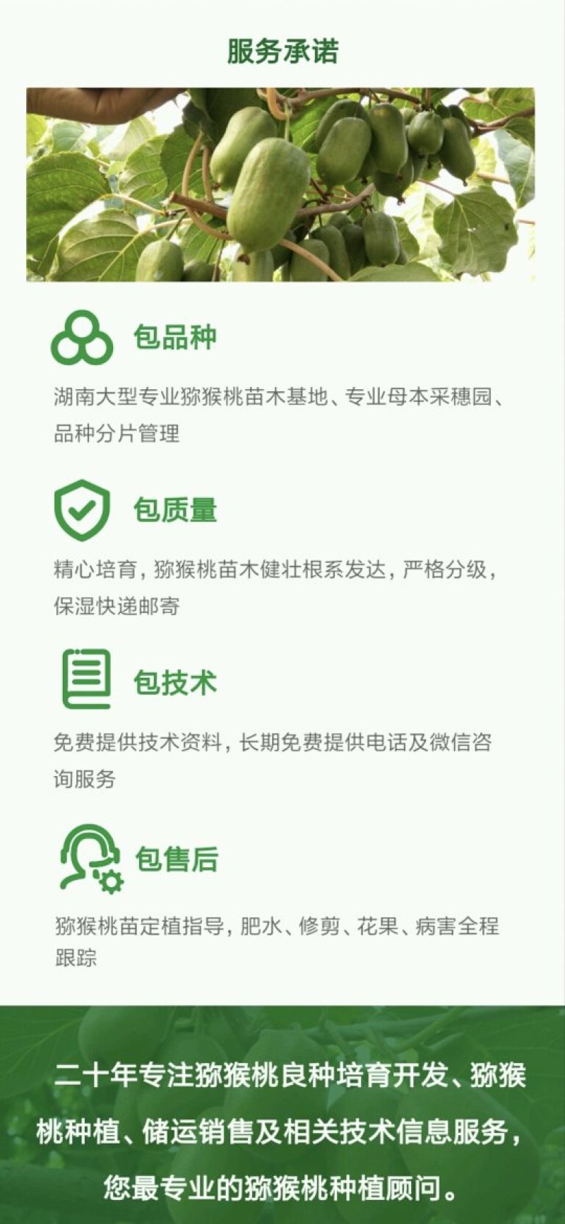 猕猴桃苗1至2公分粗规格