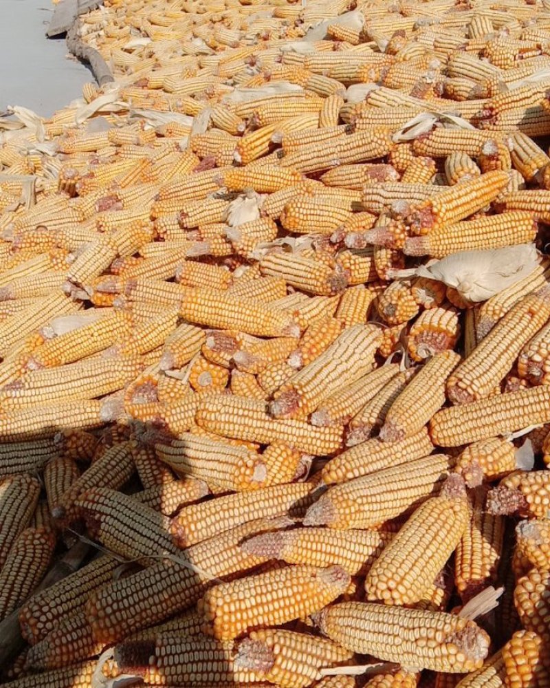 大量出售玉米粒，应有尽有，
