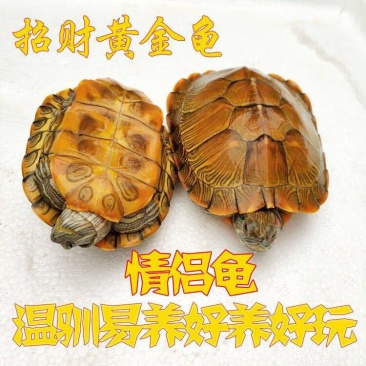 巴西龟，镇宅招财！包邮保活！准时发货！健康包活！