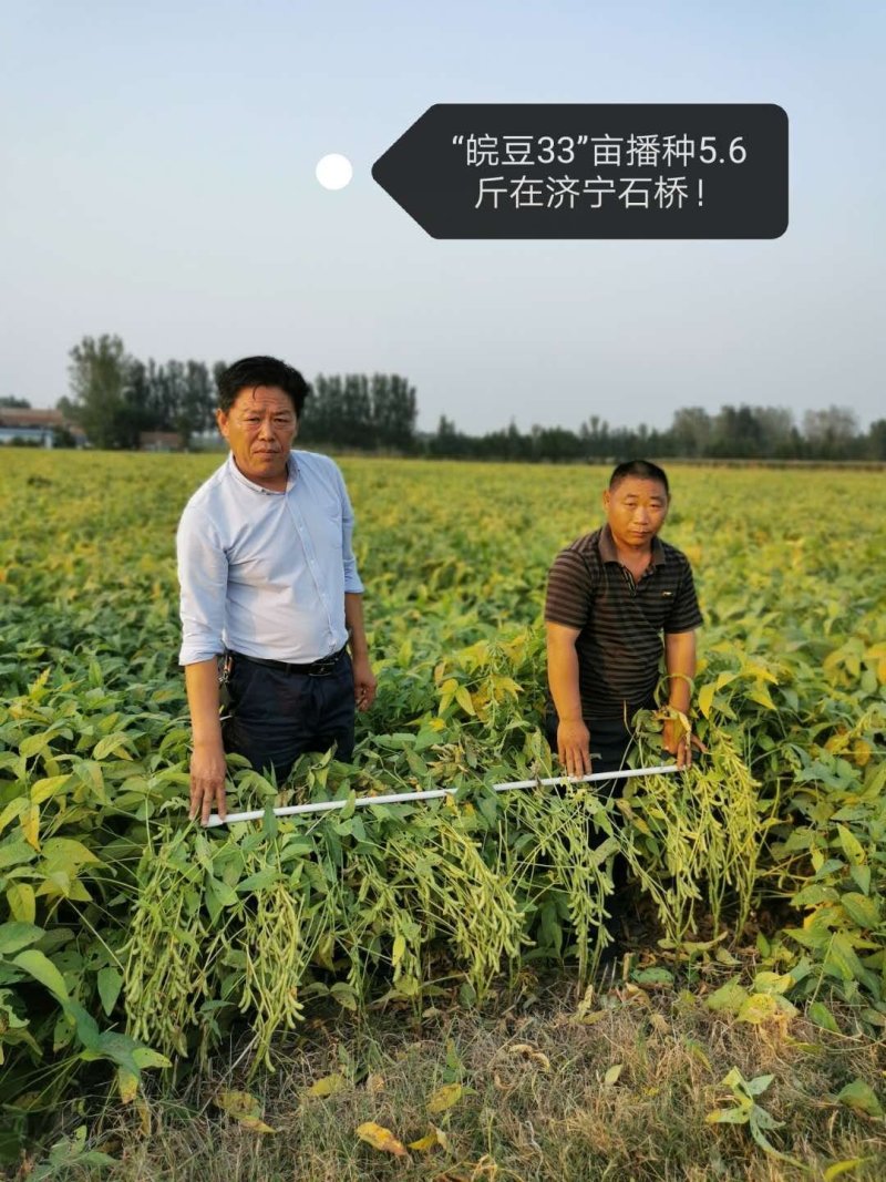 黄豆种子高产大豆种皖豆33厂家直销