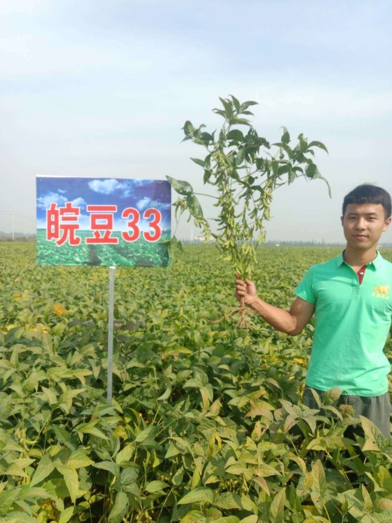 黄豆种子高产大豆种皖豆33厂家直销