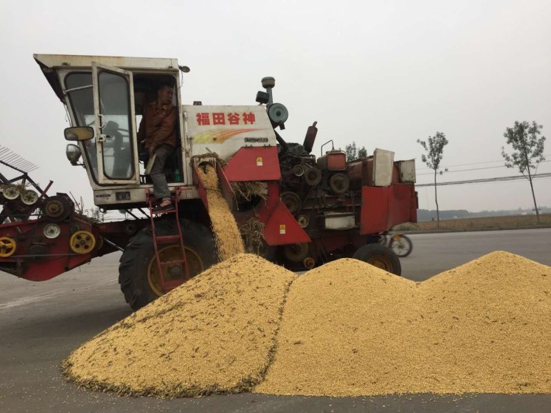 黄豆种子高产大豆种皖豆33厂家直销