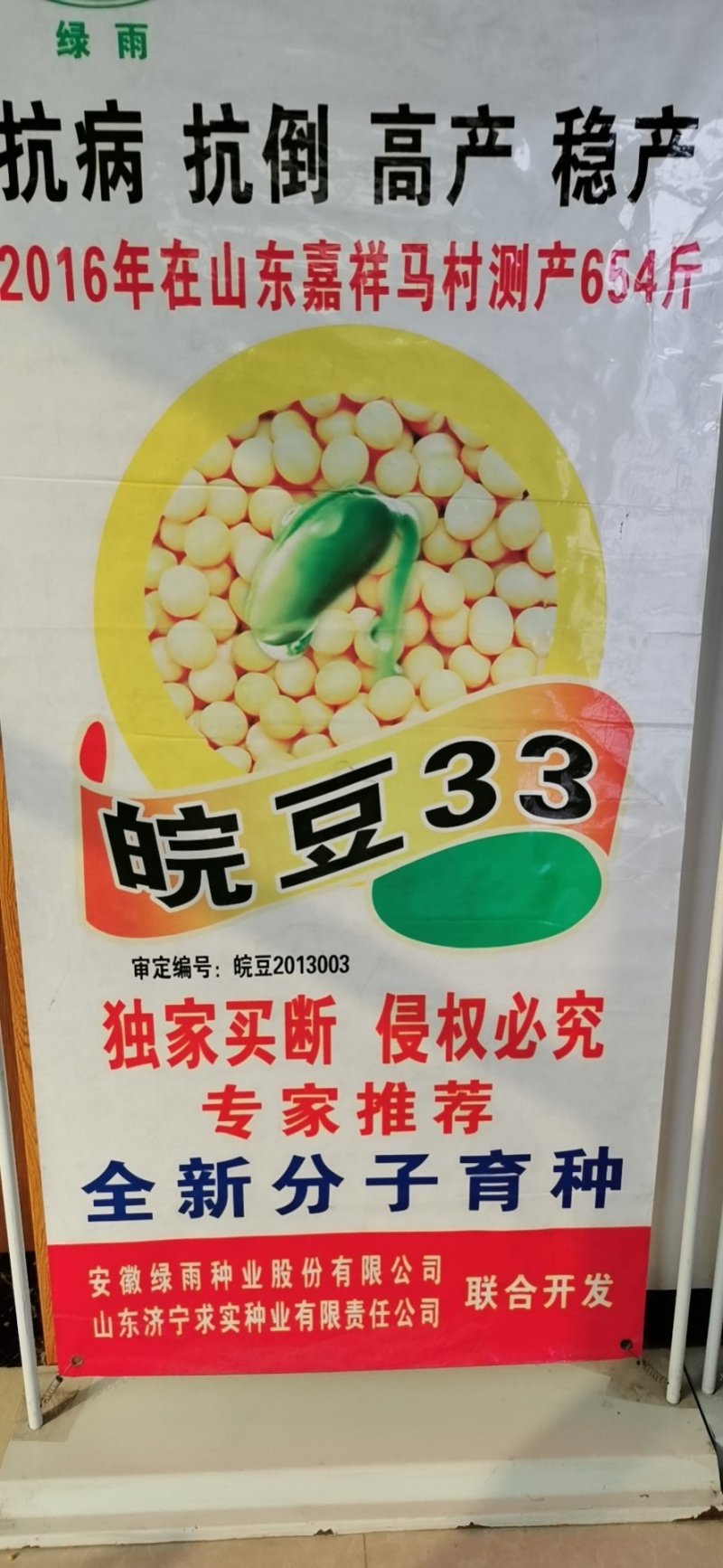 黄豆种子高产大豆种皖豆33厂家直销
