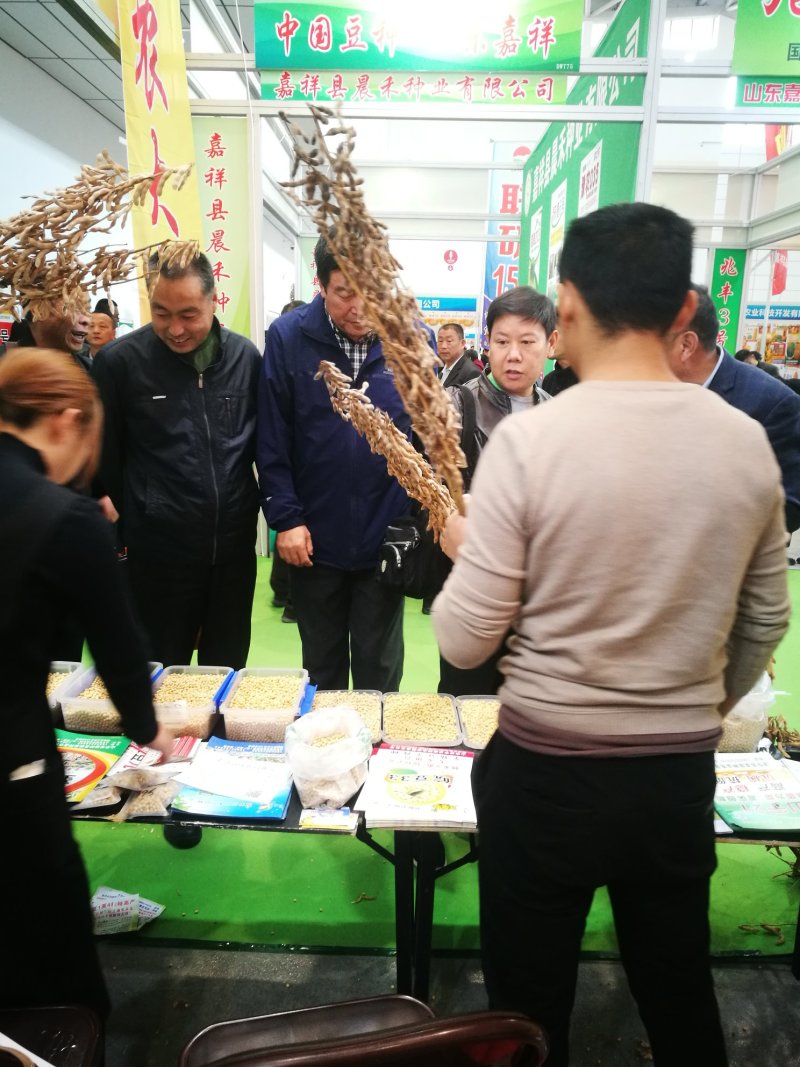 黄豆种子高产大豆种皖豆33厂家直销