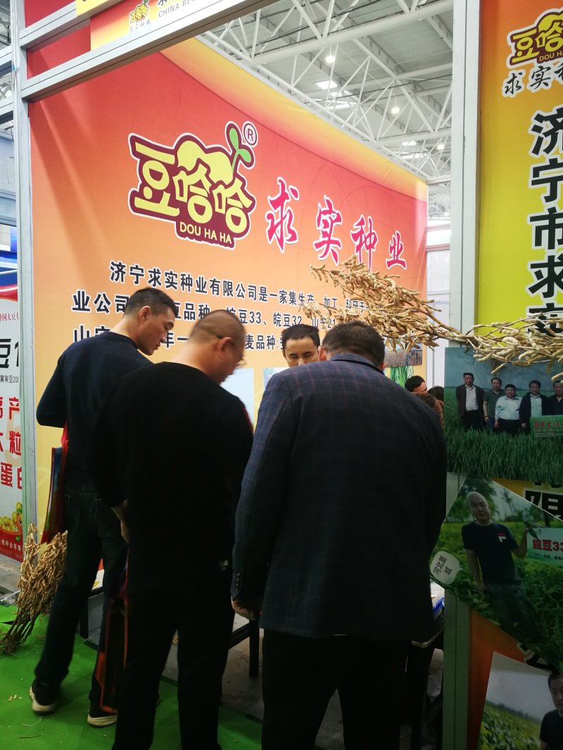 黄豆种子高产大豆种皖豆33厂家直销