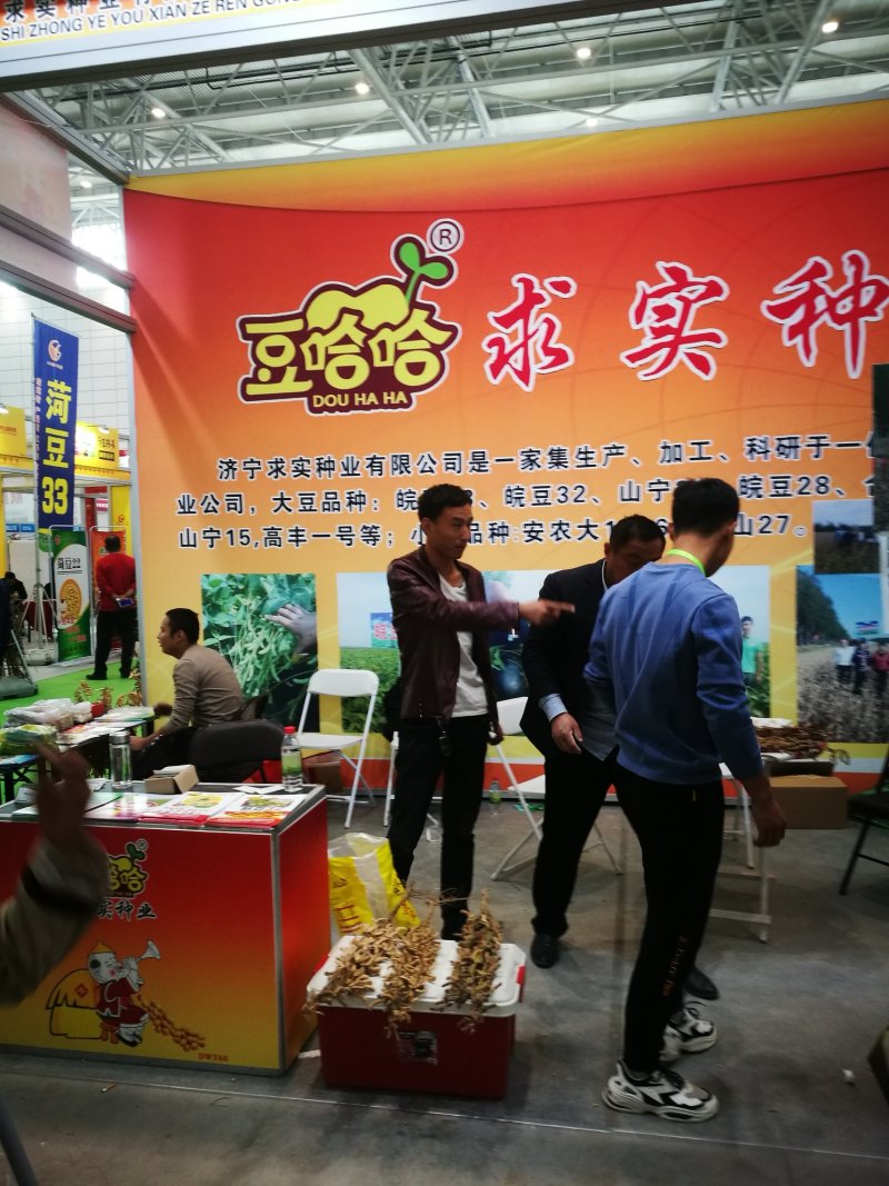 黄豆种子高产大豆种皖豆33厂家直销