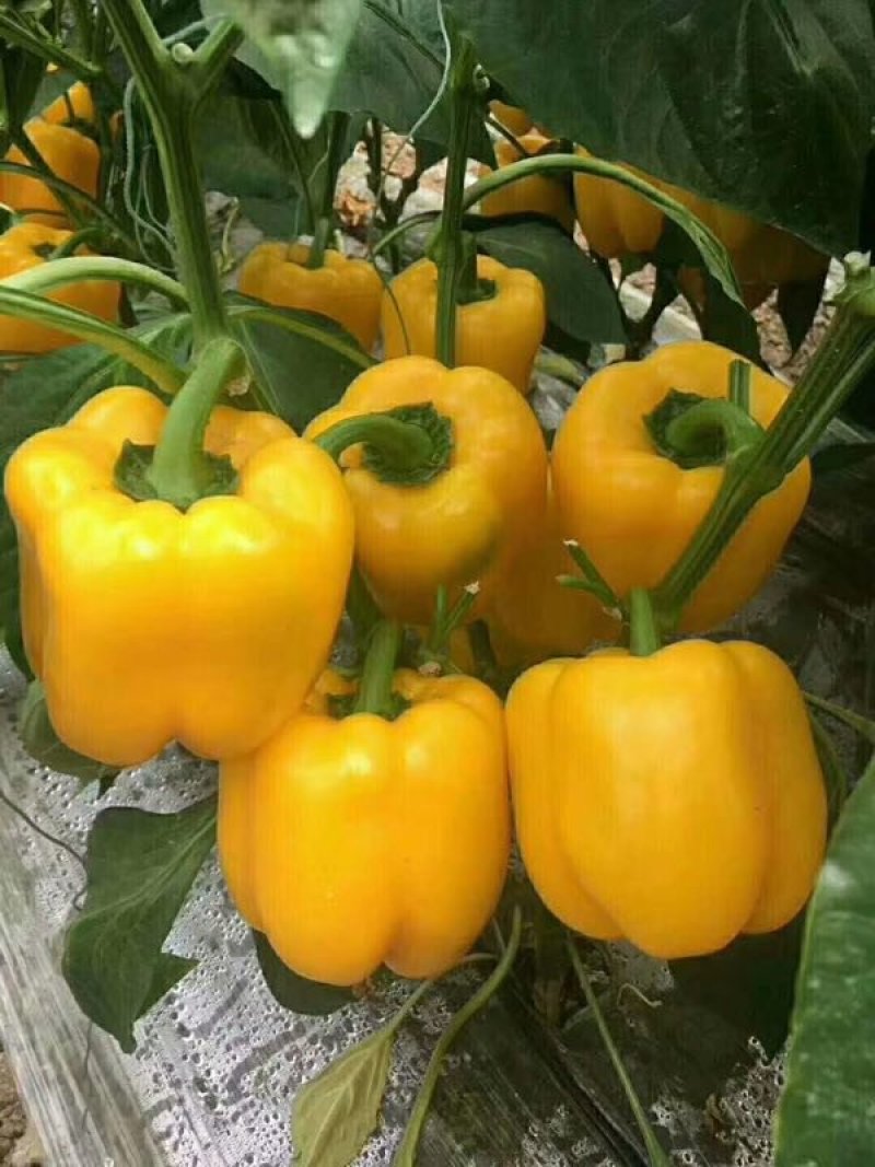 辣椒苗基地直供线椒螺丝椒红黄彩椒尖椒薄皮泡椒