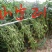 黄豆种子精选豆种山宁21