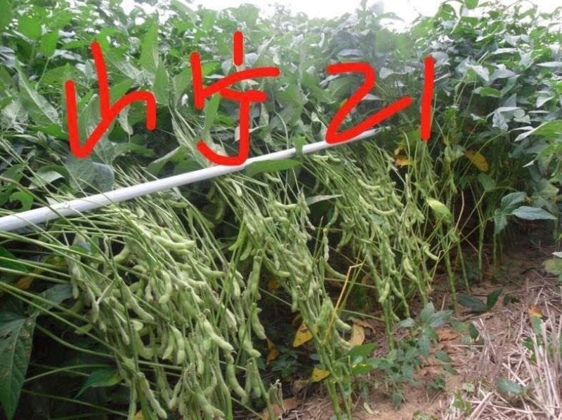 黄豆种子精选豆种山宁21