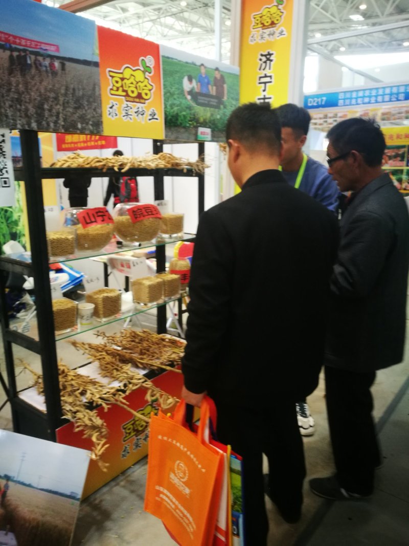 黄豆种子精选豆种山宁21