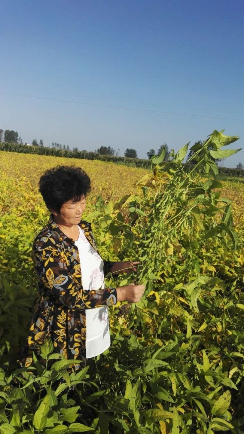 黄豆种子精选豆种山宁21