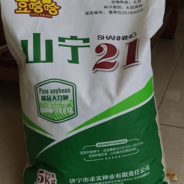 黄豆种子精选豆种山宁21