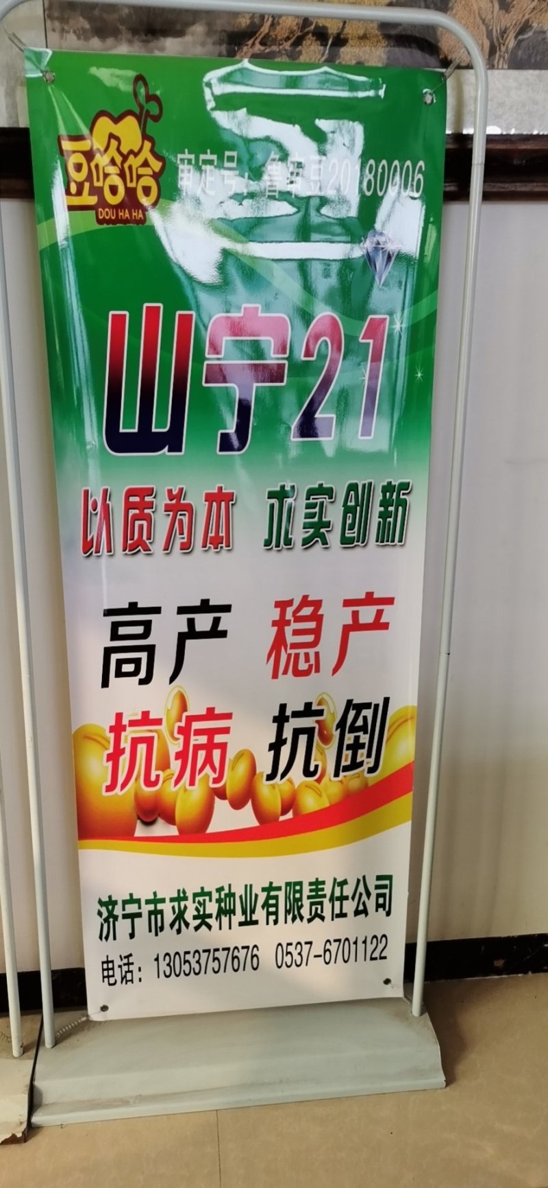 黄豆种子精选豆种山宁21
