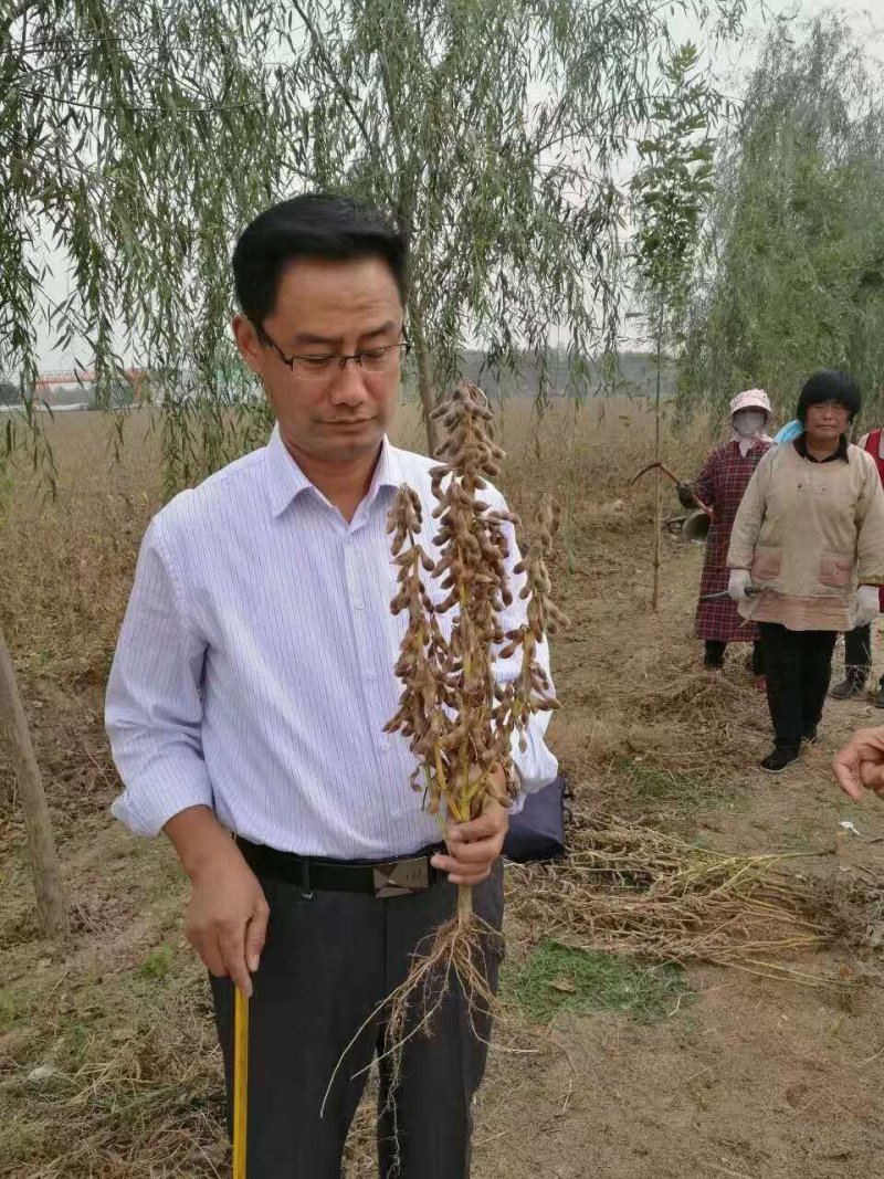 黄豆种子精选豆种山宁21