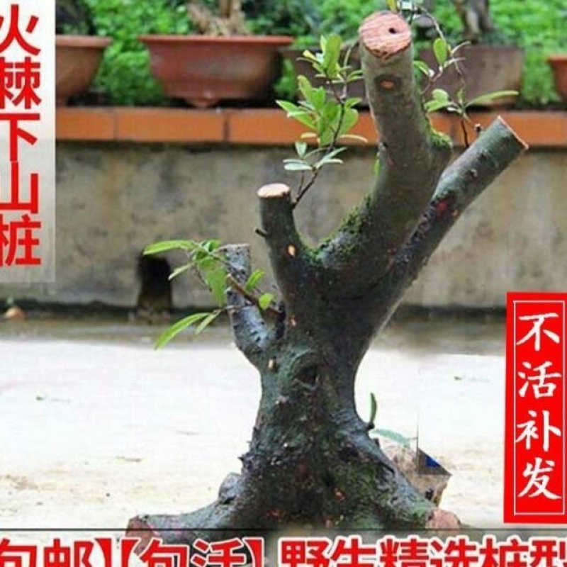湖北火棘下山桩吉祥果火把果火棘苗观花观果盆景花卉植物树桩