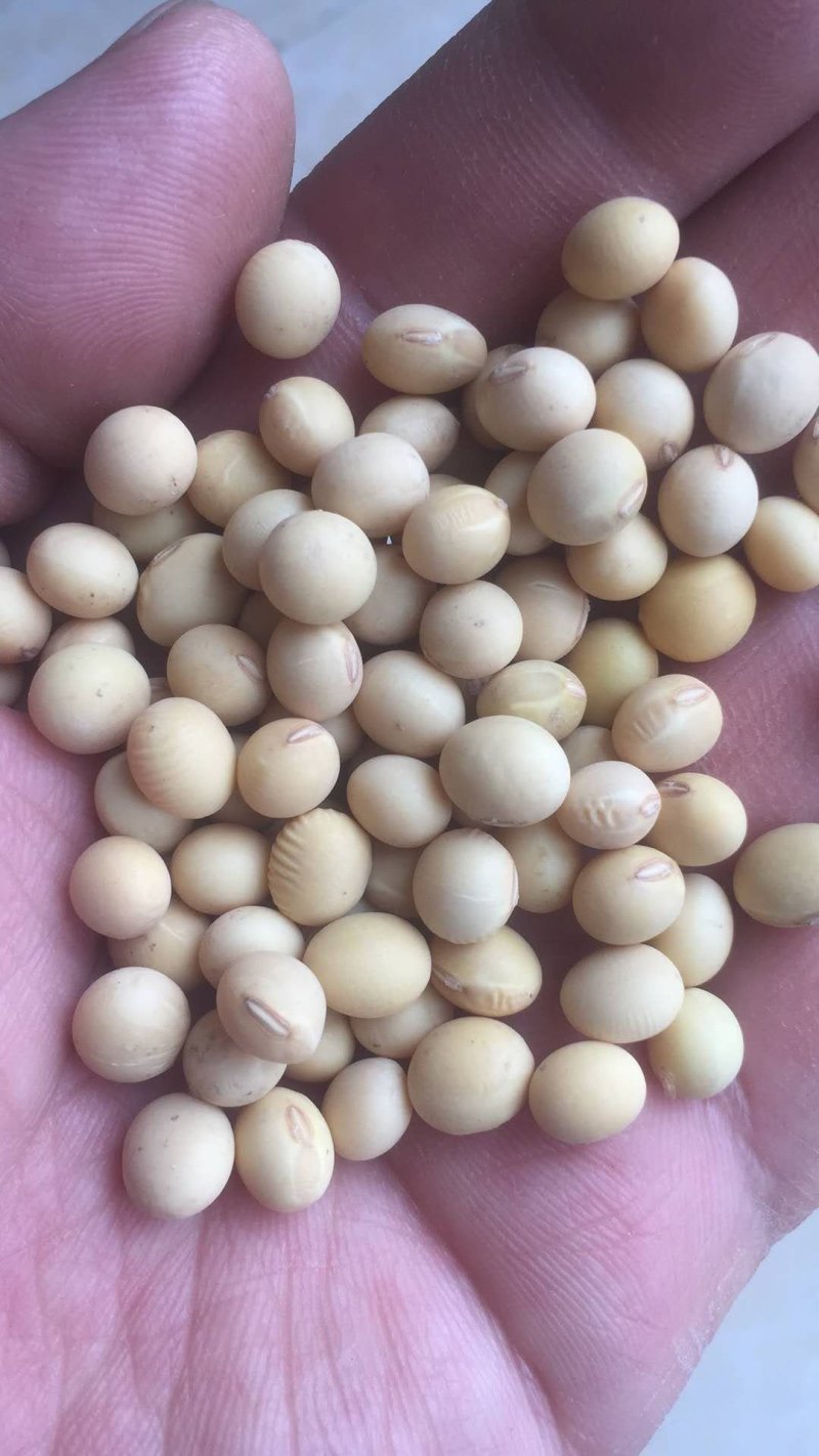 黄豆种子高产大豆种皖豆33厂家直销