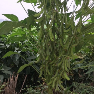 大豆种子皖豆28