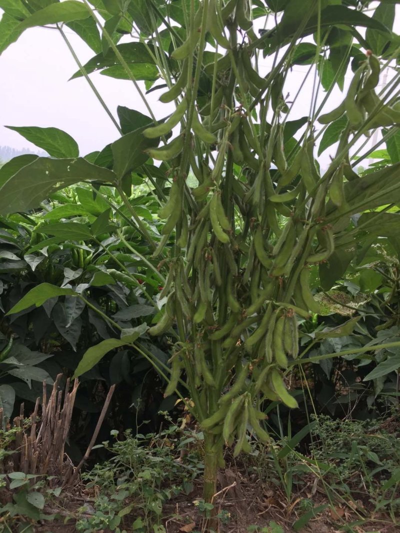 大豆种子皖豆28