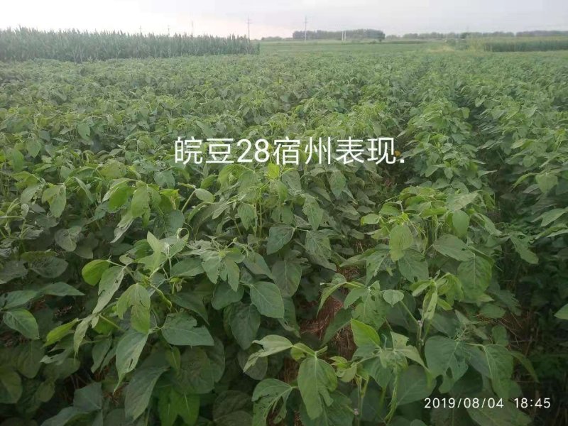 大豆种子皖豆28