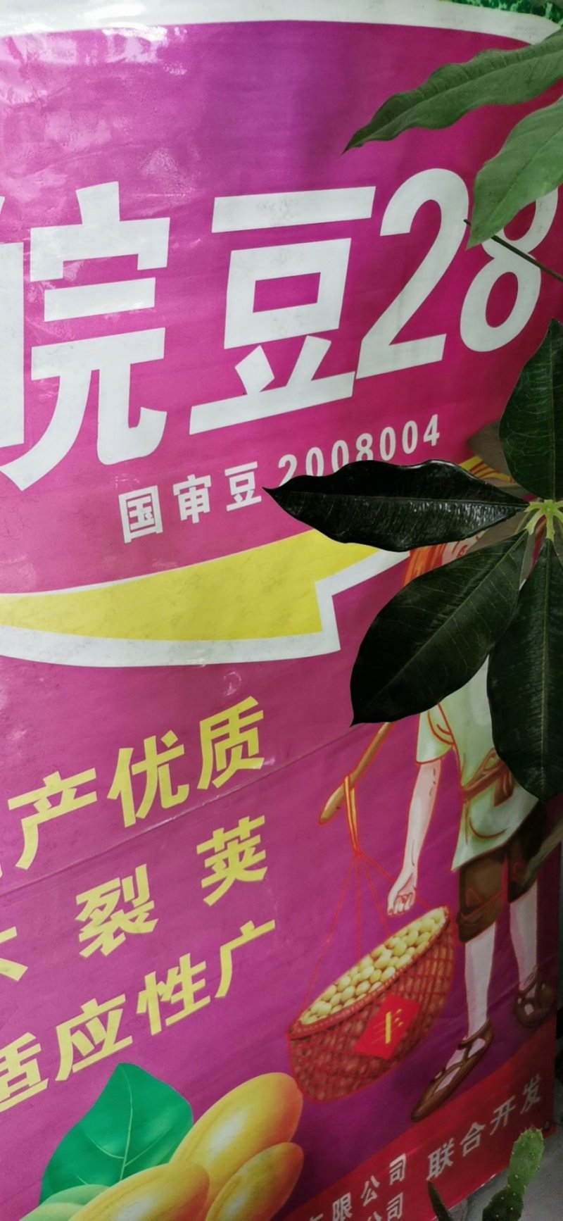 大豆种子皖豆28
