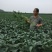 大豆种子皖豆28
