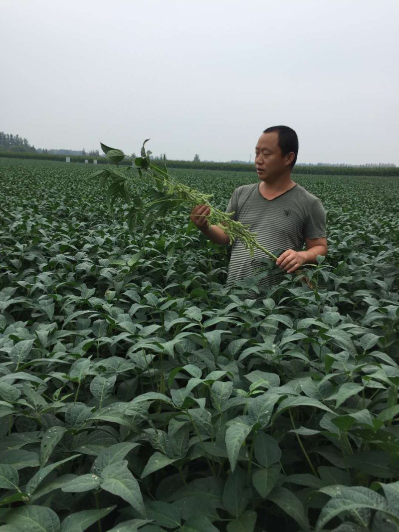 大豆种子皖豆28