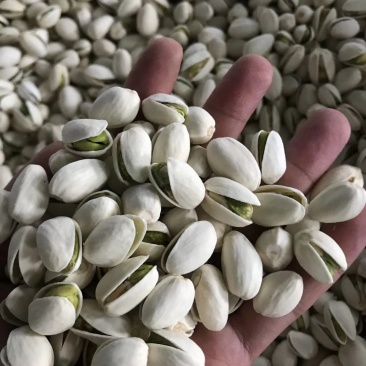 美国开心果大果大颗粒自然开白色