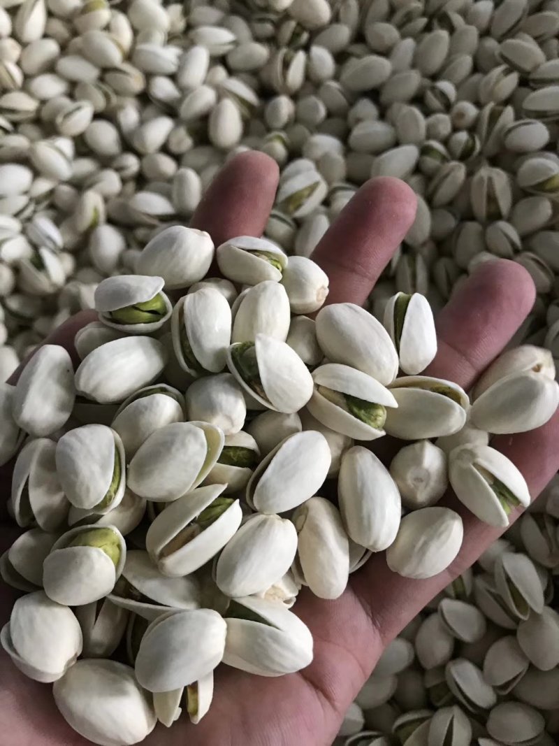 美国开心果大果大颗粒自然开白色
