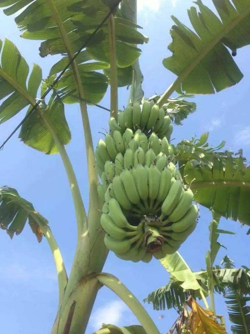 【品种丰富】广西威廉斯香蕉苗，粉蕉苗，西贡蕉苗基地直供