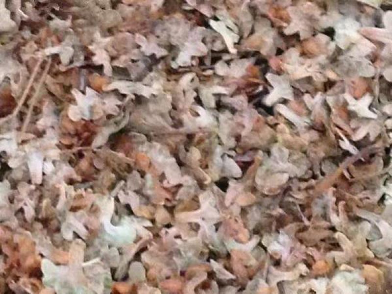 新采白桦树种子白桦粉桦桦皮树种籽园林绿化行道树种