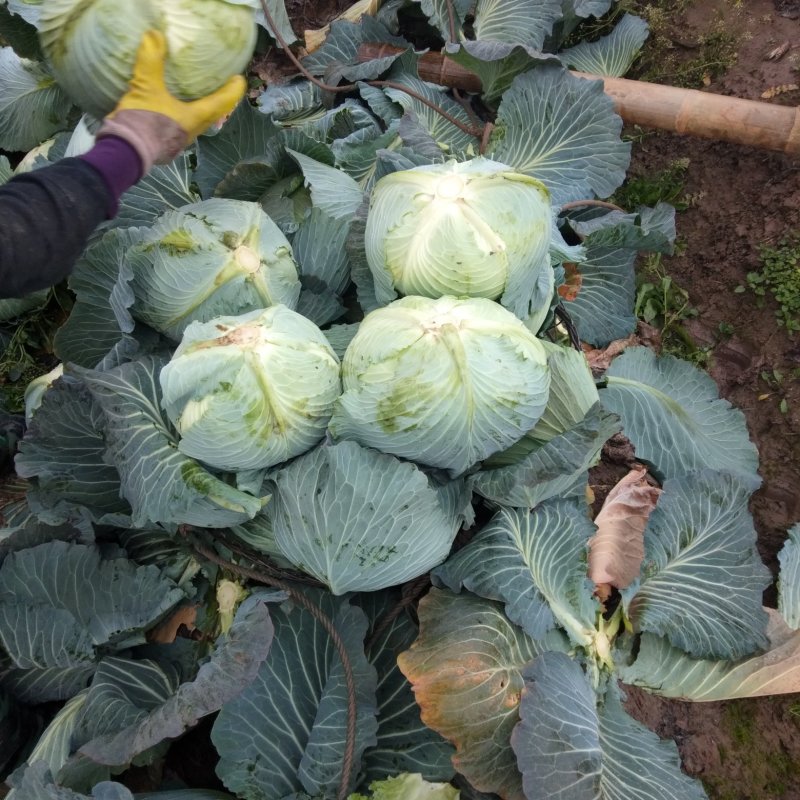 湖南岳阳奥奇娜包菜黄心大白菜口感脆嫩产地直供代发全国