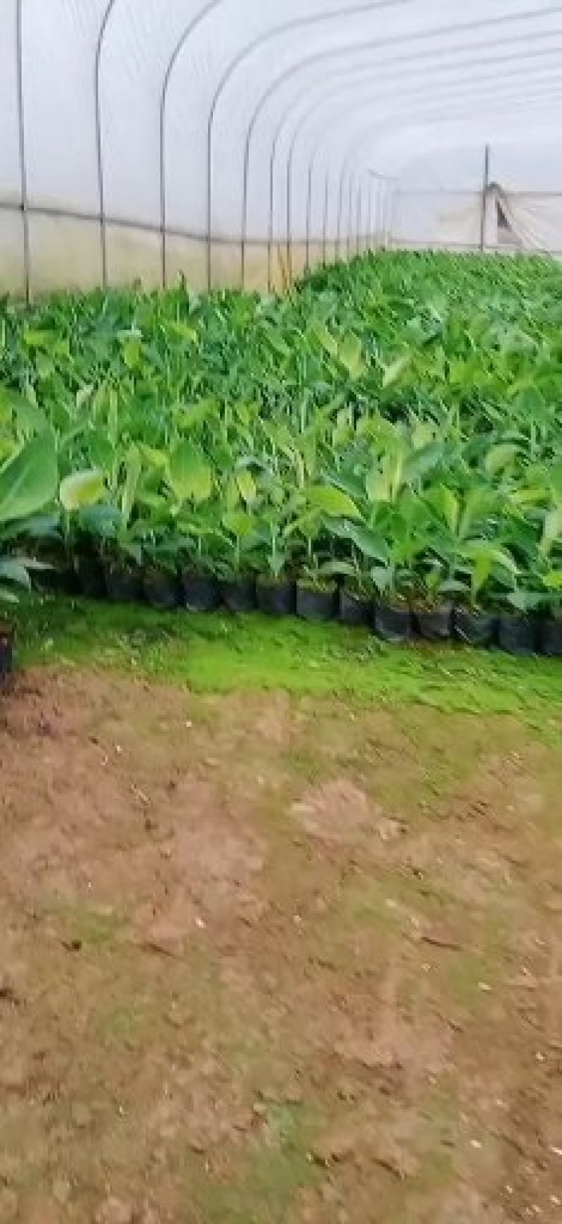 【品种丰富】广西威廉斯香蕉苗，粉蕉苗，西贡蕉苗基地直供
