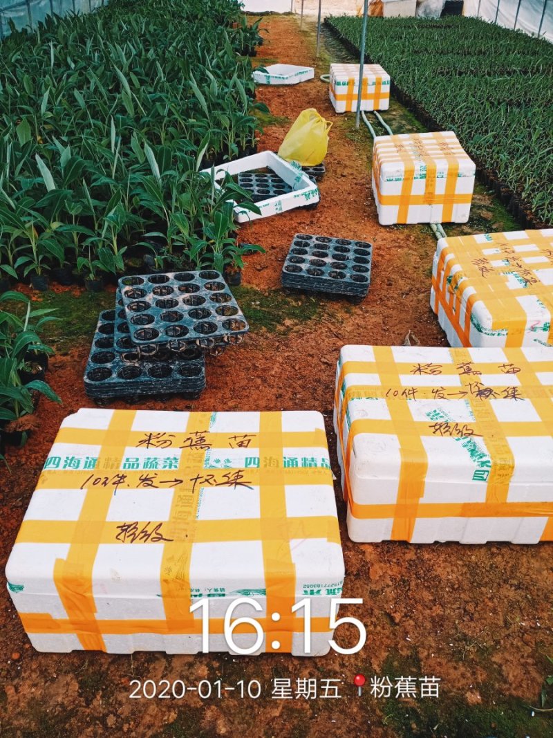 【品种丰富】广西威廉斯香蕉苗，粉蕉苗，西贡蕉苗基地直供