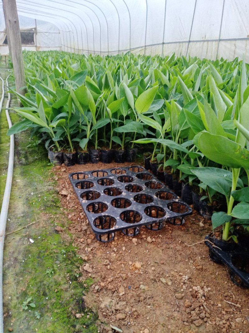 【品种丰富】广西威廉斯香蕉苗，粉蕉苗，西贡蕉苗基地直供