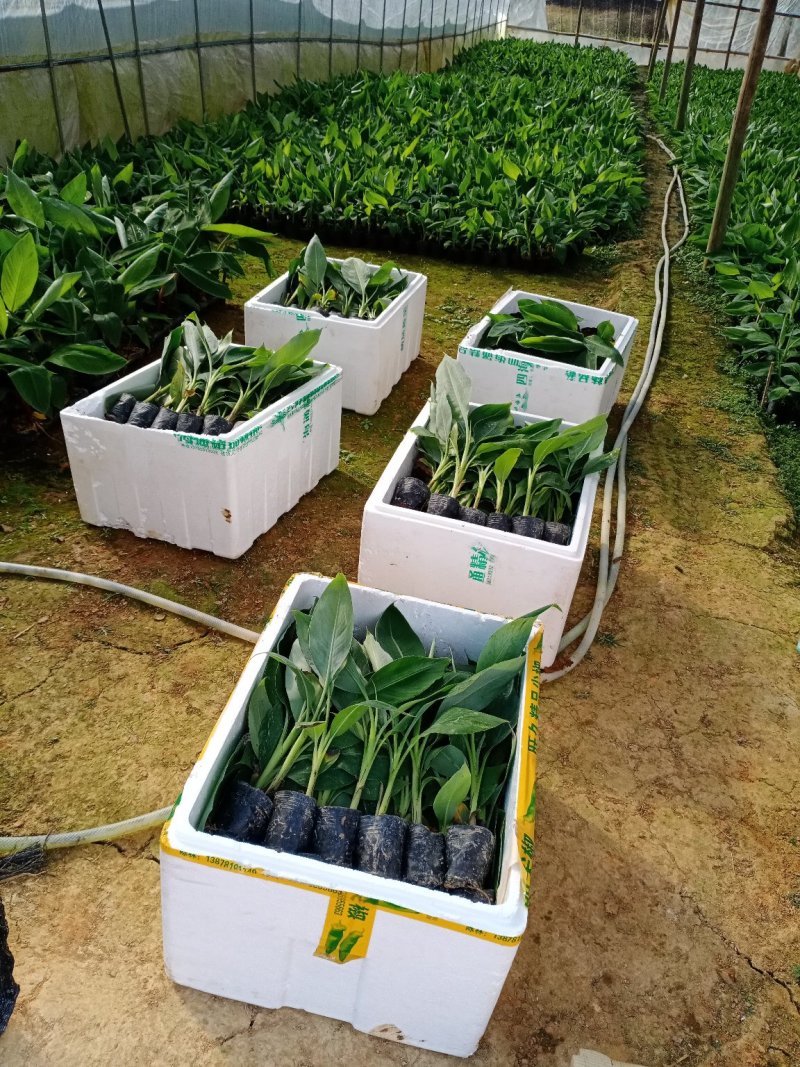 【品种丰富】广西威廉斯香蕉苗，粉蕉苗，西贡蕉苗基地直供