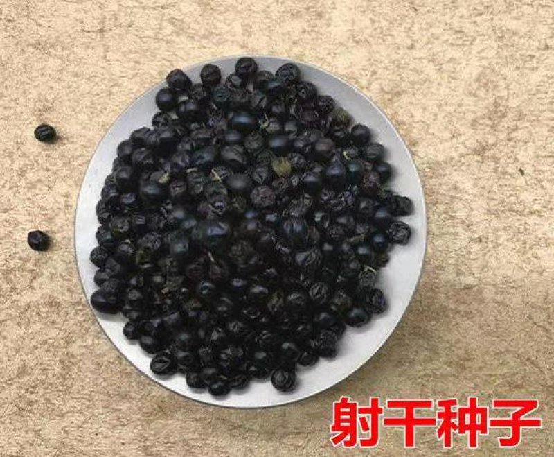 中药材种子射干种子射干籽射干子包发芽易种易活管理简单