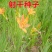 中药材种子射干种子射干籽射干子包发芽易种易活管理简单