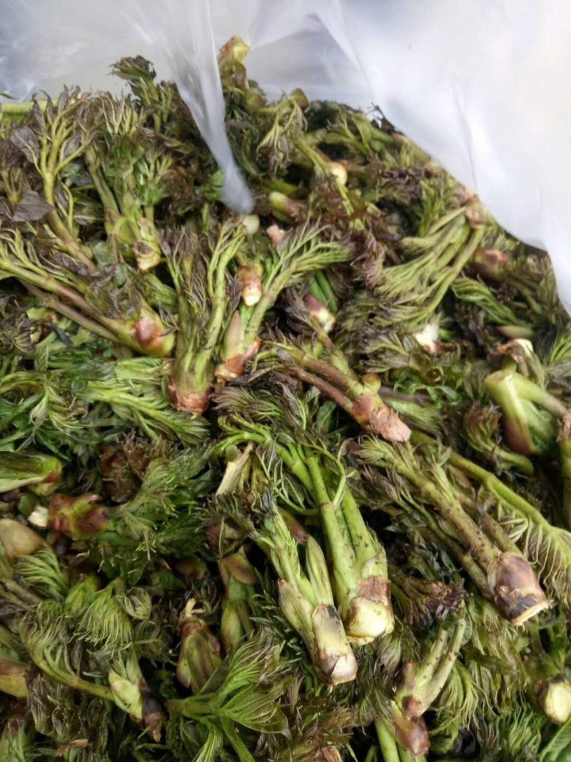 刺嫩芽，野生，刺老包，头茬，空运有货