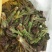 刺嫩芽，野生，刺老包，头茬，空运有货