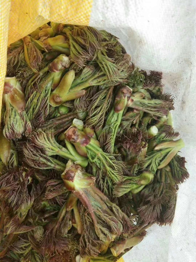 刺嫩芽，野生，刺老包，头茬，空运有货