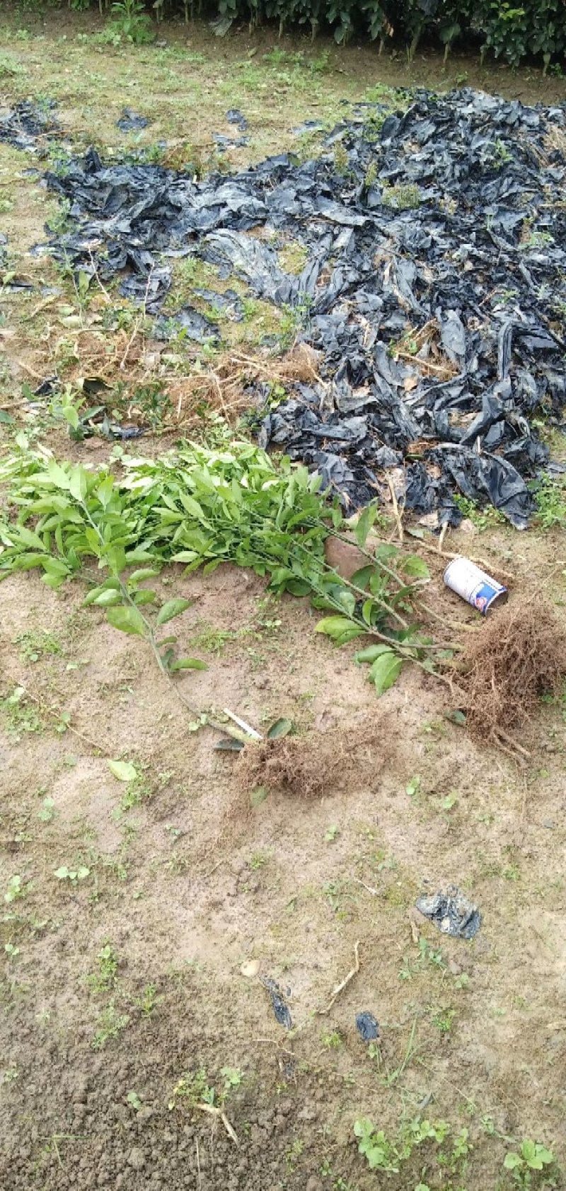 沃柑种苗品种保证质量保证售后技术跟踪欢迎考察定苗