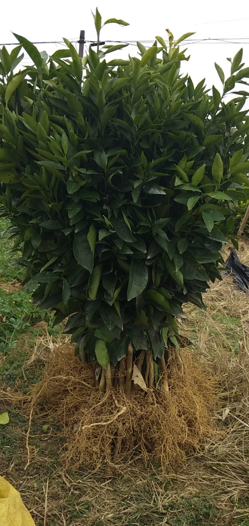 沃柑种苗品种保证质量保证售后技术跟踪欢迎考察定苗