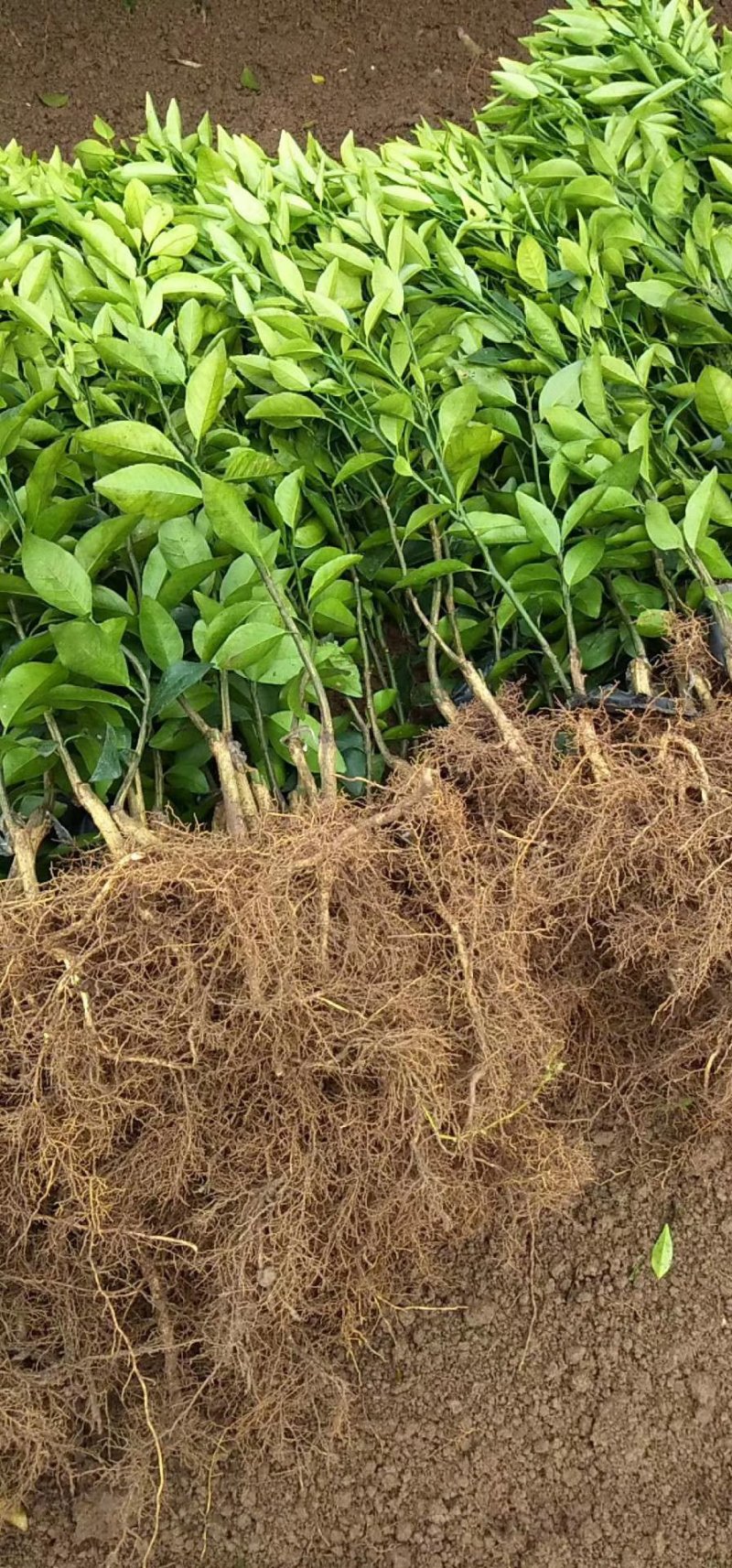沃柑种苗品种保证质量保证售后技术跟踪欢迎考察定苗