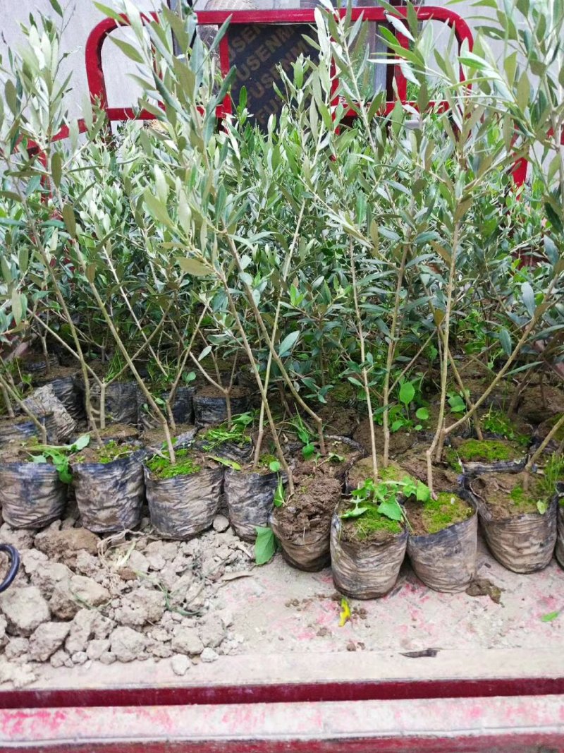 油橄榄树苗植物经济林木苗绿化树苗全国包邮