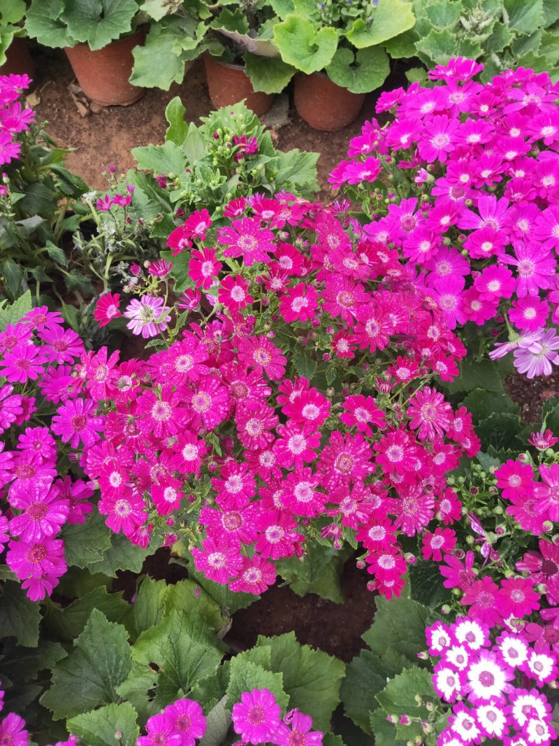 瓜叶菊带花苞原土原盆发货