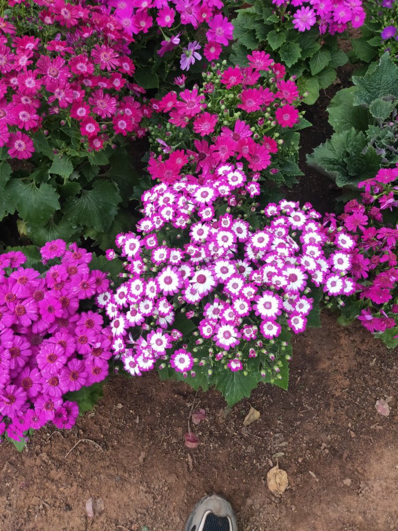 瓜叶菊带花苞原土原盆发货