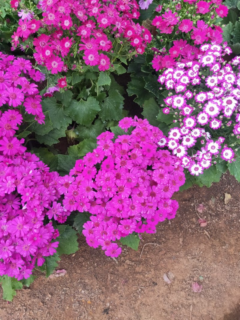 瓜叶菊带花苞原土原盆发货