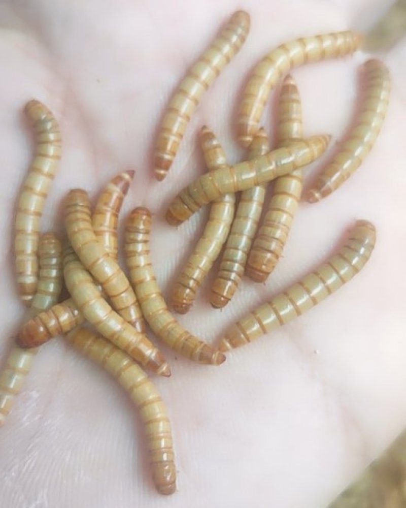 常年出售各虫龄优质黄粉虫（虫卵、开口虫、幼虫、成虫）。