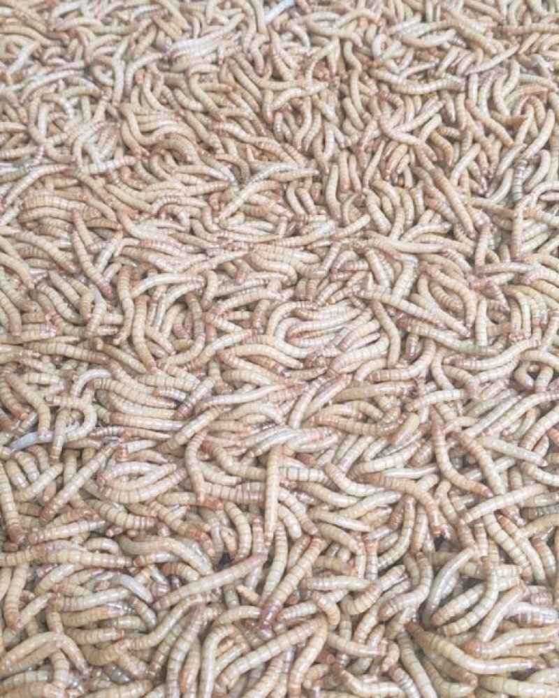 常年出售各虫龄优质黄粉虫（虫卵、开口虫、幼虫、成虫）。
