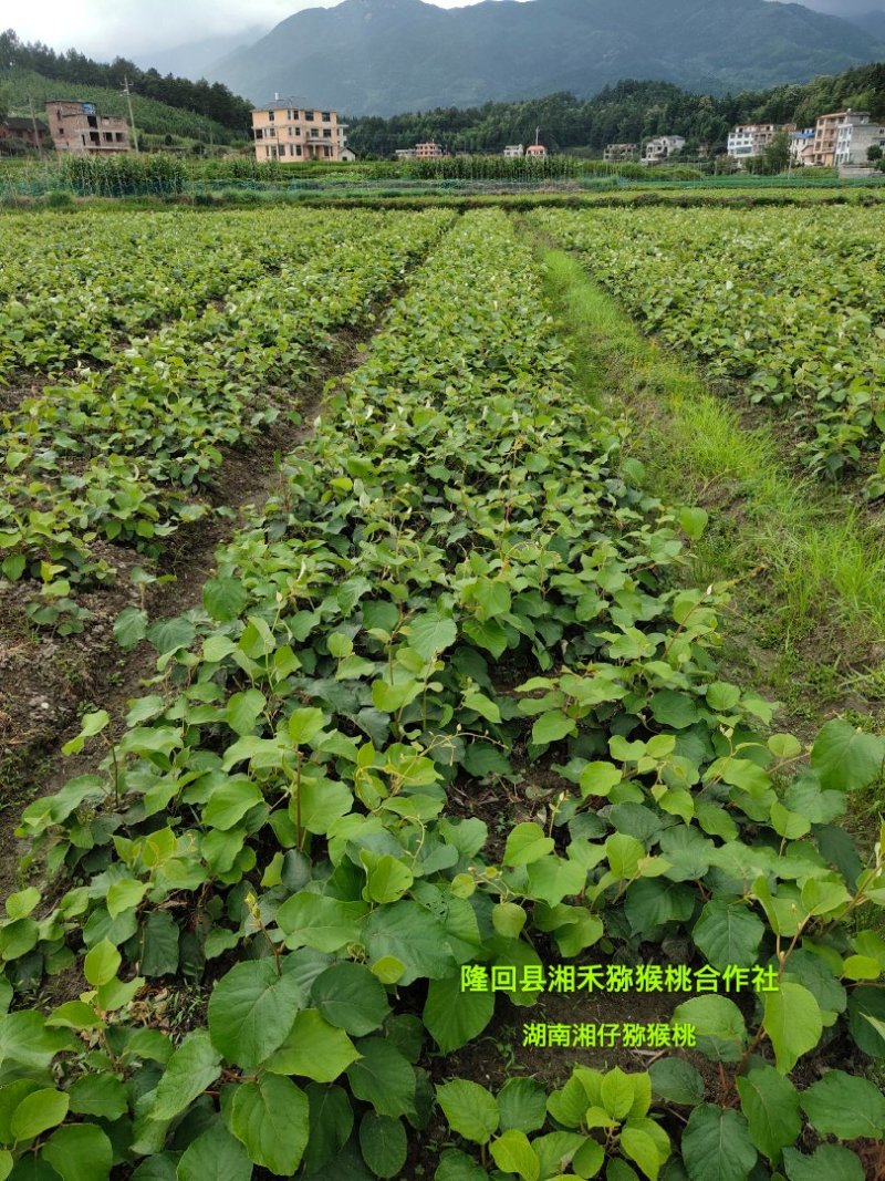 高产抗病猕猴桃苗翠玉/楚红